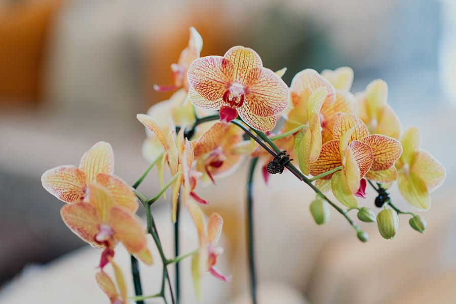 Viete ako správne pestovať orchidey ?